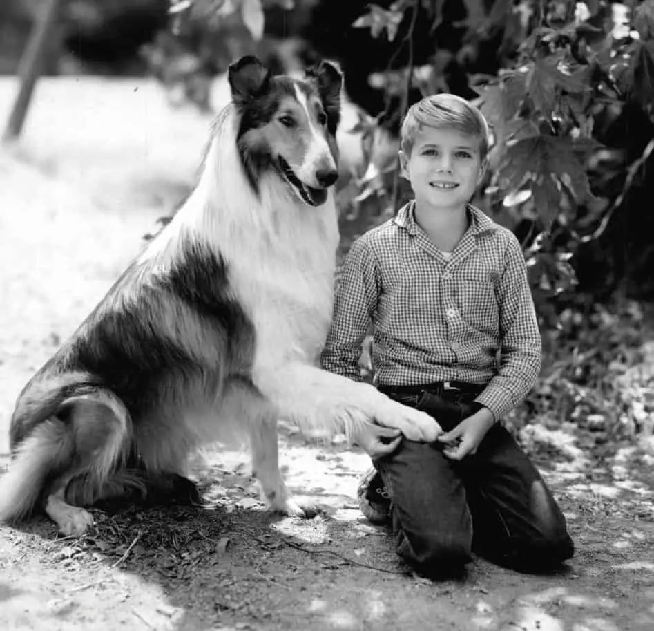 literary dog names image