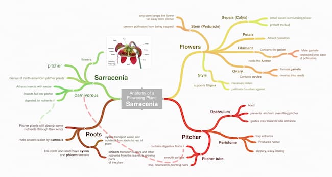 coggle mind map image