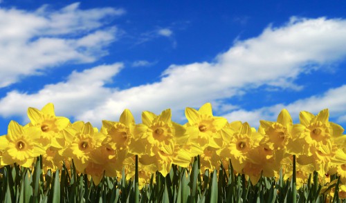 daffodils image