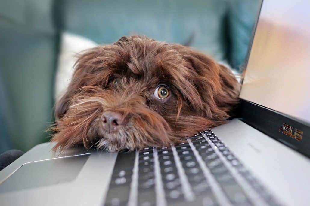 dog waiting to play image