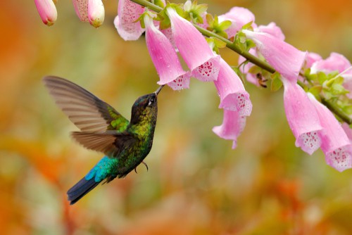 hummingbird poem nature image