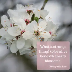 Kobayashi Issa cherry blossoms